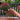 RailScapes Plant Clip
